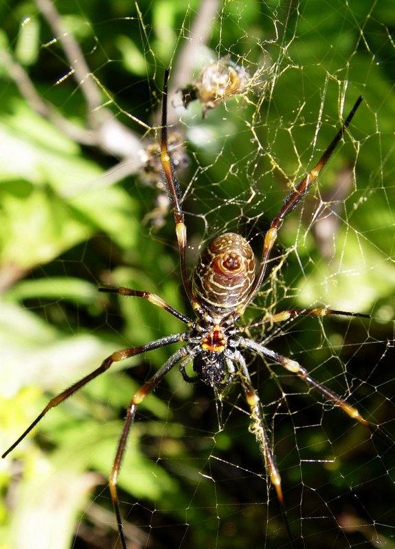 Spider, Australia